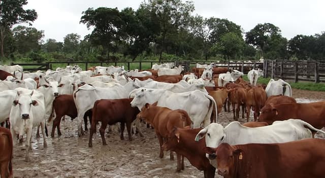 Cruzamento industrial de bovinos: caso é sucesso descrito em artigo