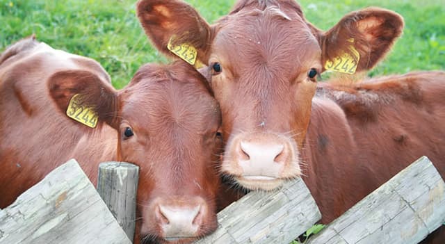 Como Evitar a Mastite Bovina
