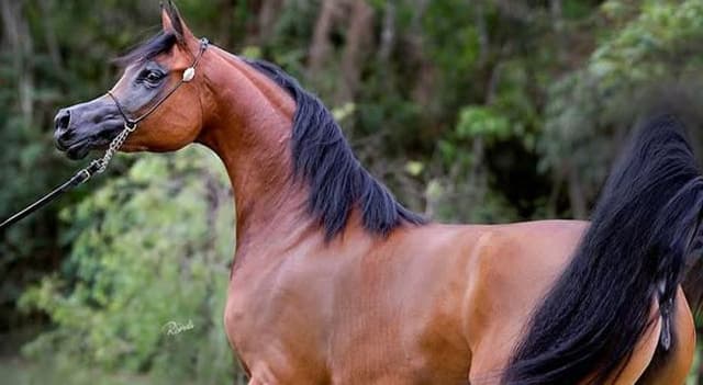 A História e a Tradição do Cavalo Crioulo