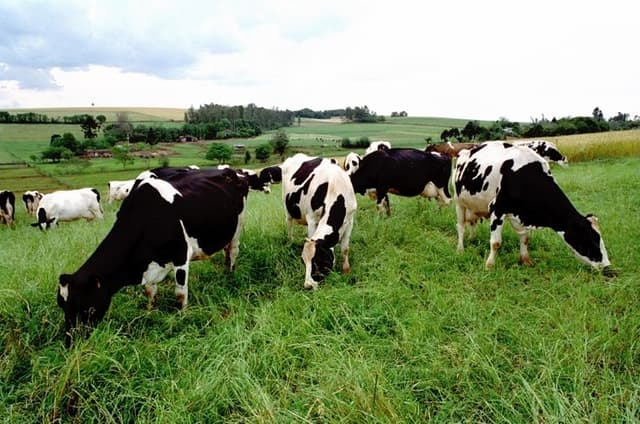 Entenda a Mastite Bovina