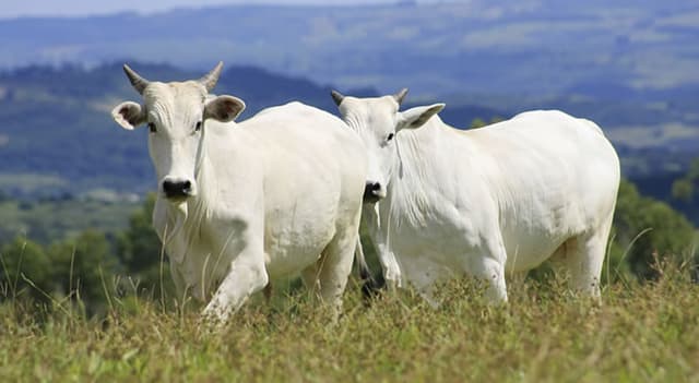 A importância do manejo sanitário do rebanho