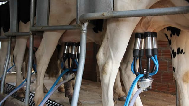 Boas práticas no manejo de ordenha