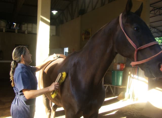 Como escovar um cavalo da maneira certa?