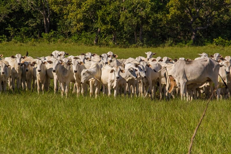 Você sabia que existe infertilidades em vacas?