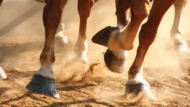 Como cuidar dos cascos de cavalos?