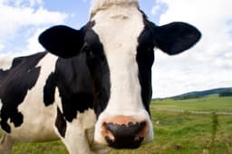 Guia de raças: Vaca Holandesa