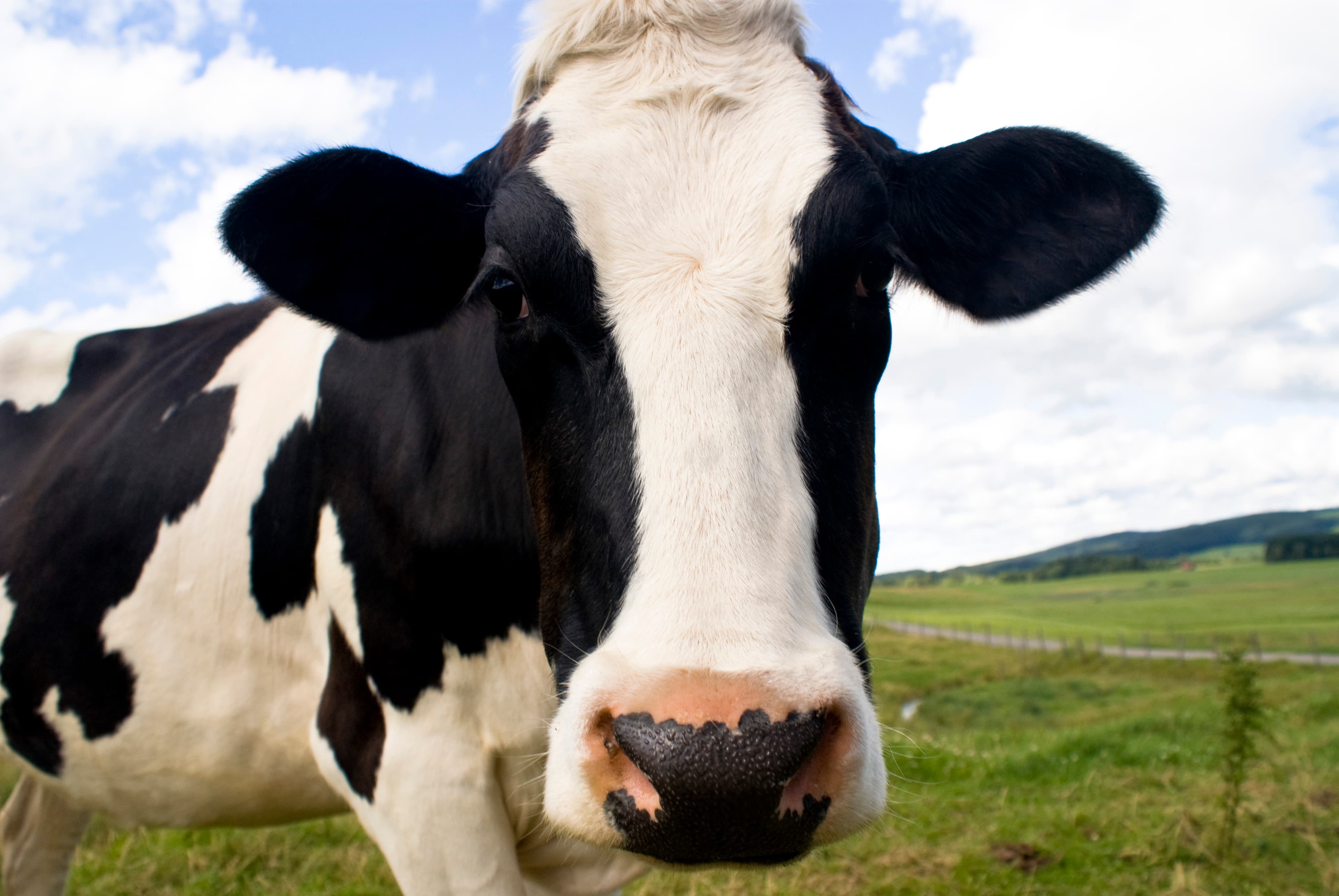 Guia de raças: Vaca Holandesa