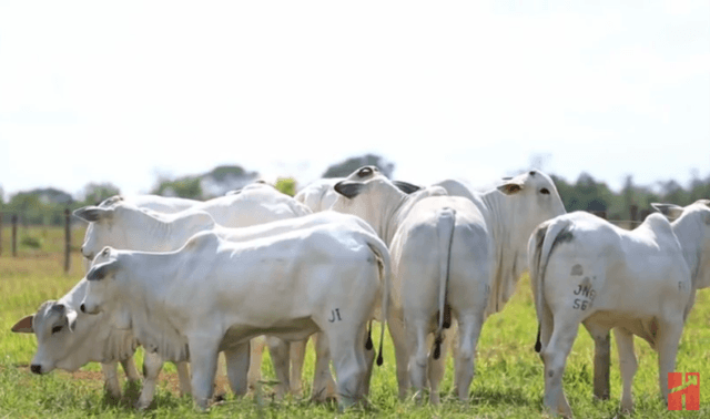 Controle de infestação de parasitas em bovinos