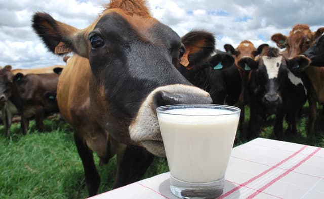 Vacas em lactação: como aumentar a qualidade do leite