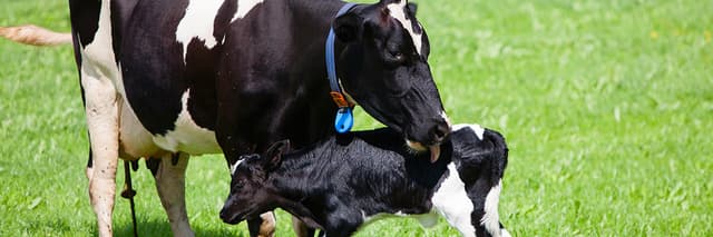 Homeopatia veterinária no tratamento da infertilidade bovina