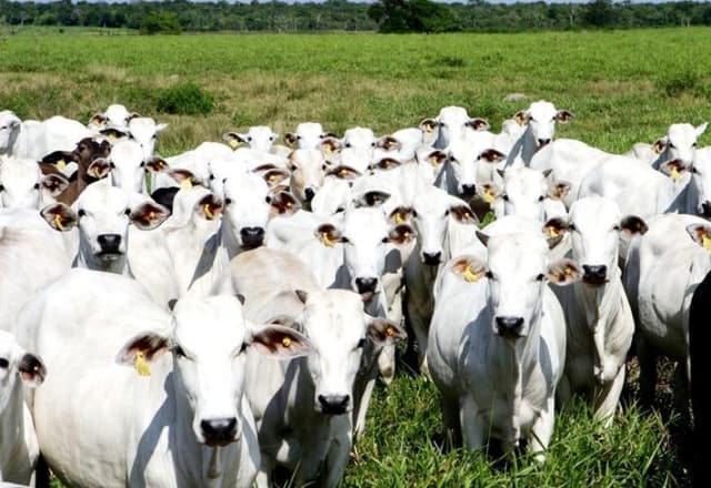 Doenças do fígado podem levar animal a óbito, saiba como tratar