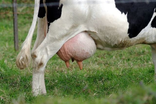 Mastite bovina: entenda os malefícios da doença