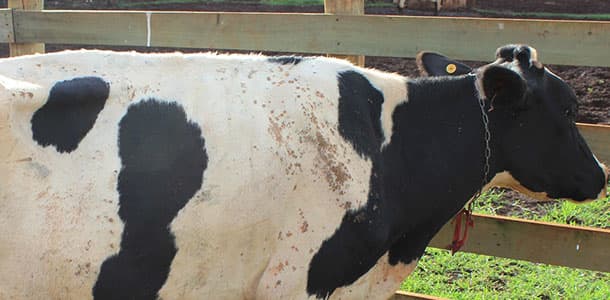 Papilomatose: como prevenir e tratar as verrugas na pele dos bovinos