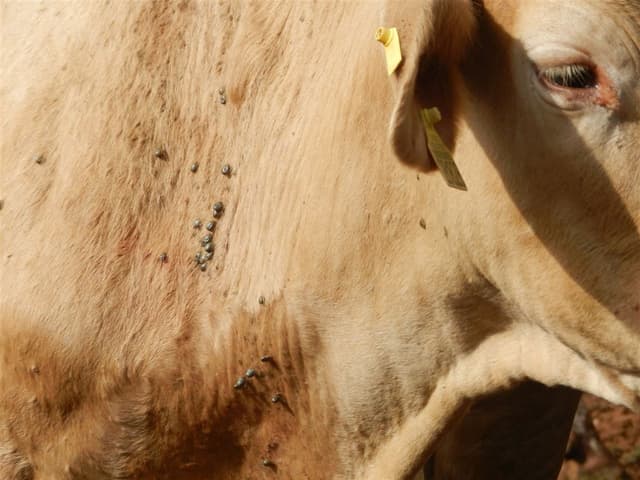 Infestação de carrapatos em bovinos aumenta no verão