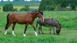 Entenda a diferença entre cavalo, jumento, burro, jegue e besta