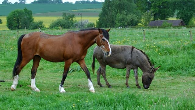 Entenda a diferença entre cavalo, jumento, burro, jegue e besta
