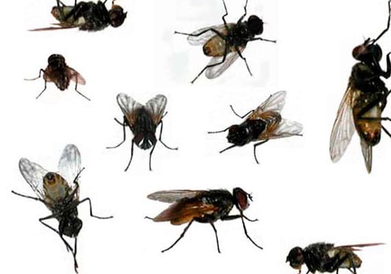 Controle de infestação de moscas e tabanídeos no rebanho