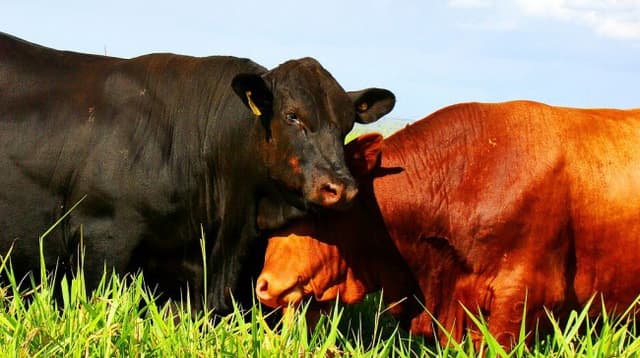 Sodomia bovina é controlada com o uso de homeopatia