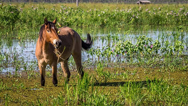 Guia de Raças: cavalo pantaneiro