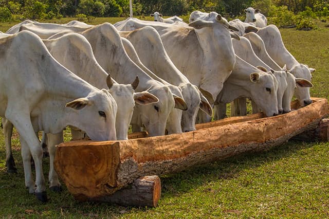 Como manter a saúde e nutrição do gado no Pantanal