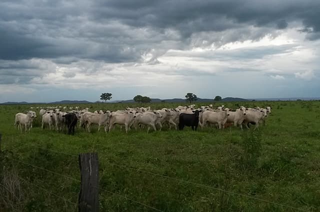 Como aumentar a taxa de reprodução dos seus animais