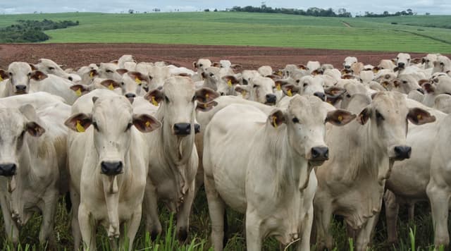 Dieta de Grão Inteiro em crescente utilização no campo
