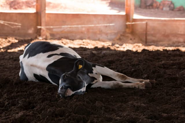 Como controlar infestações por moscas e tabanídeos na pecuária