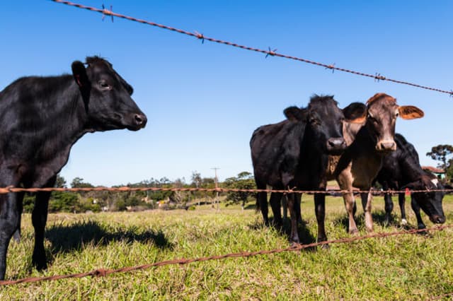 Fornecimento de soja grão para vacas em lactação