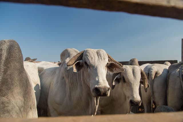 Uso da Homeopatia no controle de parasitas em grandes animais