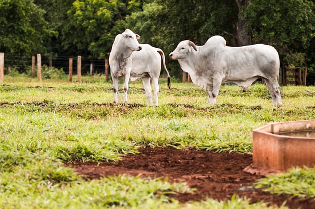 ​Tenho um boi nelore, porem ele não cruza com a vaca, mas ele já tem um filhote com a vaca do vizinho. O que pode estar acontecendo?