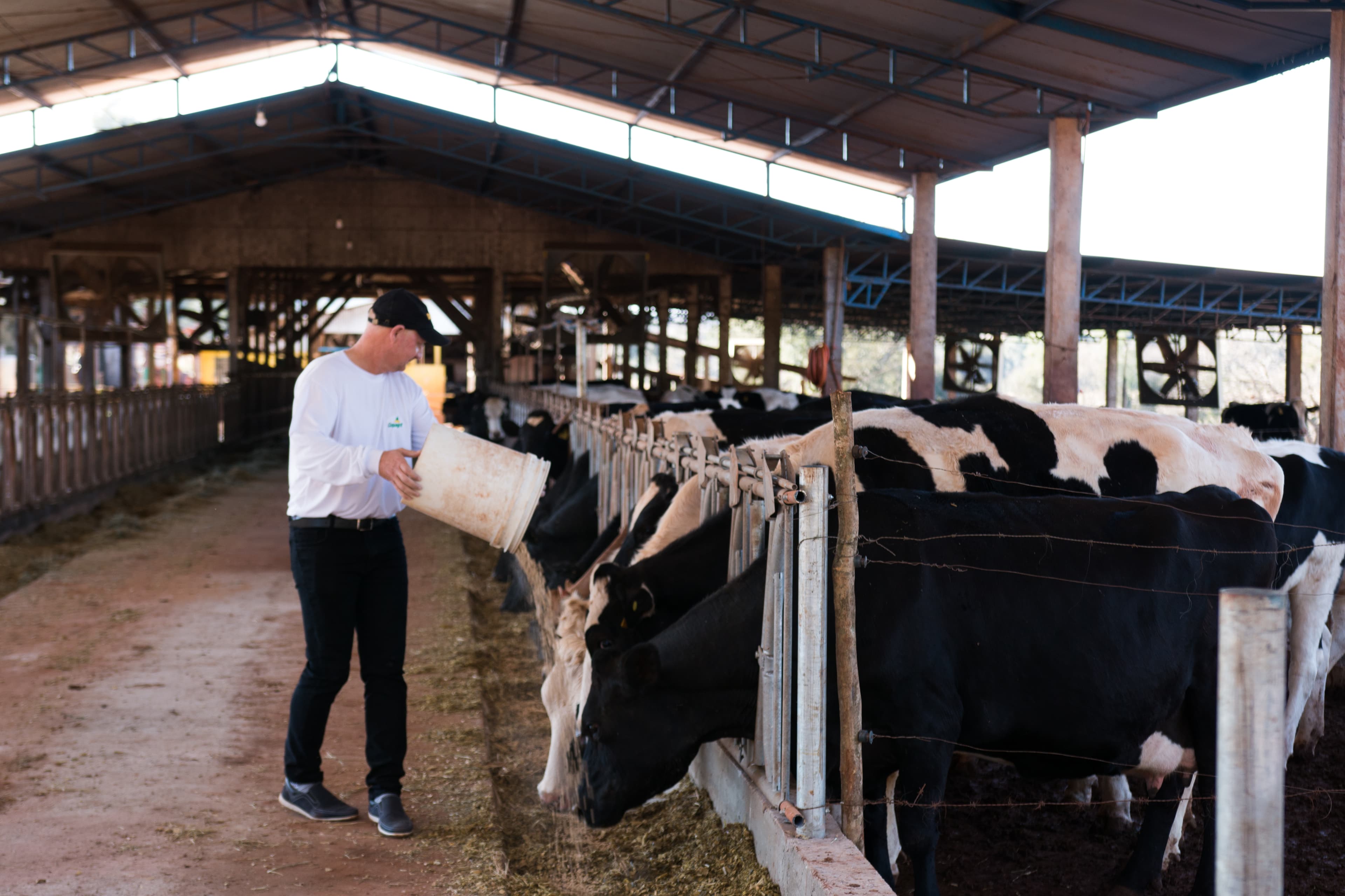 Nutrição de Vacas Leiteiras - formula de ração concentrada