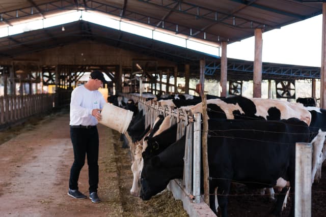 Nutrição de Vacas Leiteiras - formula de ração concentrada