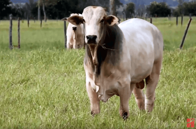COMO MELHORAR A FERTILIDADE DOS TOUROS?