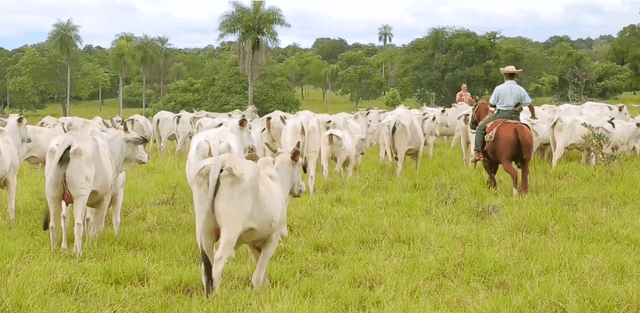 CASOS DE SUCESSO FAZENDA TRÊS IRMÃOS