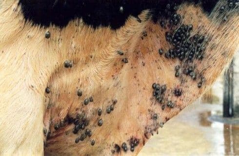INFESTAÇÃO POR CARRAPATOS