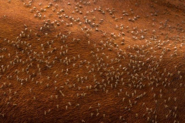 EVITE PREJUÍZOS COM A MOSCA-DOS-CHIFRES