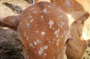 DERMATOFITOSE BOVINA