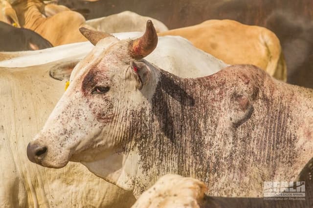 MOSCA, CARRAPATO E VERME: TRÊS VILÕES QUE VOCÊ PRECISA EVITAR NA SUA FAZENDA