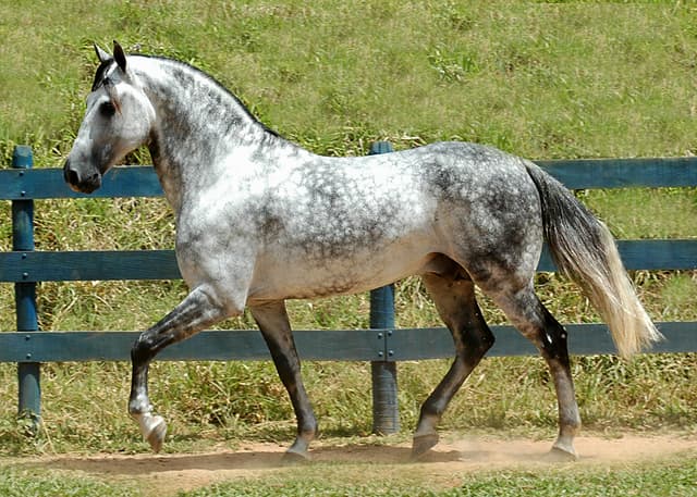 GUIADE RAÇAS: MANGALARGA MARCHADOR