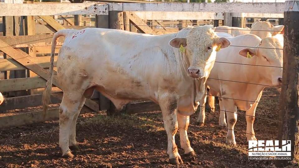 Guia de Raças: Canchim