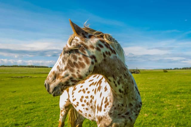 Guia de Raças: Appaloosa