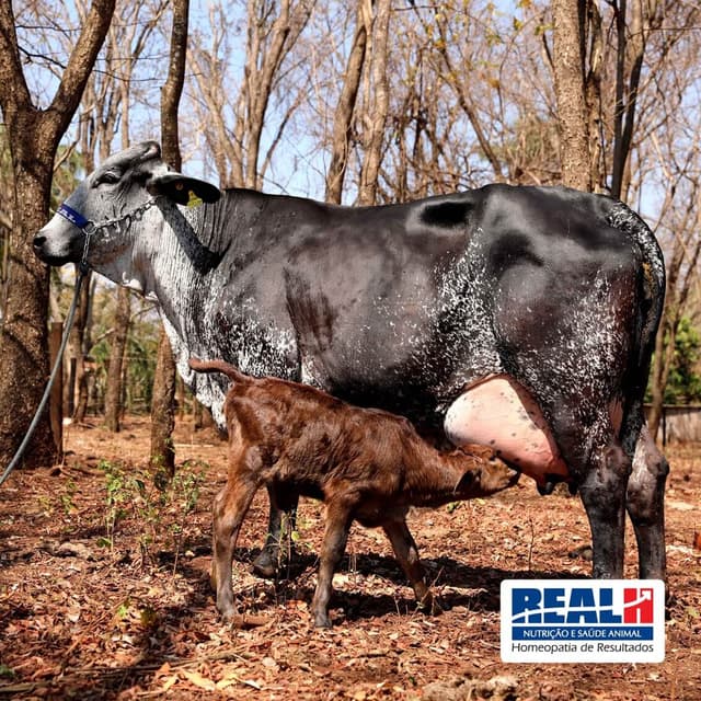 Como programar a gestação das suas vacas?