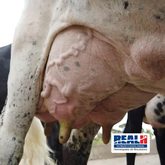 Vaca com mastite produz menos leite?