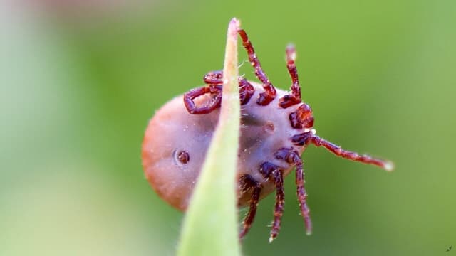 7 Motivos Para Controlar Carrapatos em Bovinos com Carrapat 100