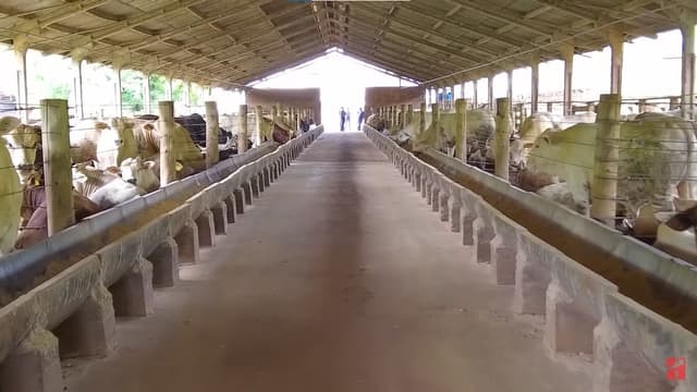 Controlando o “Trepa-Trepa” Nos Touros do Grupo Bugio