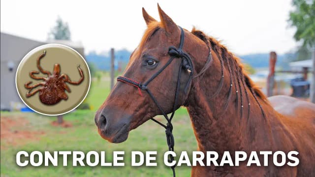 Suplemento Mineral Para Cavalos Ajuda a Controlar Infestações de Carrapatos