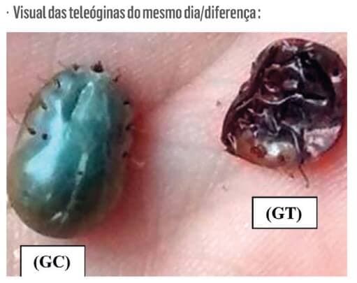 Sem Manejo, Carência ou Descarte a Homeopatia Previne e Trata as Principais Doenças da Pecuária Moderna