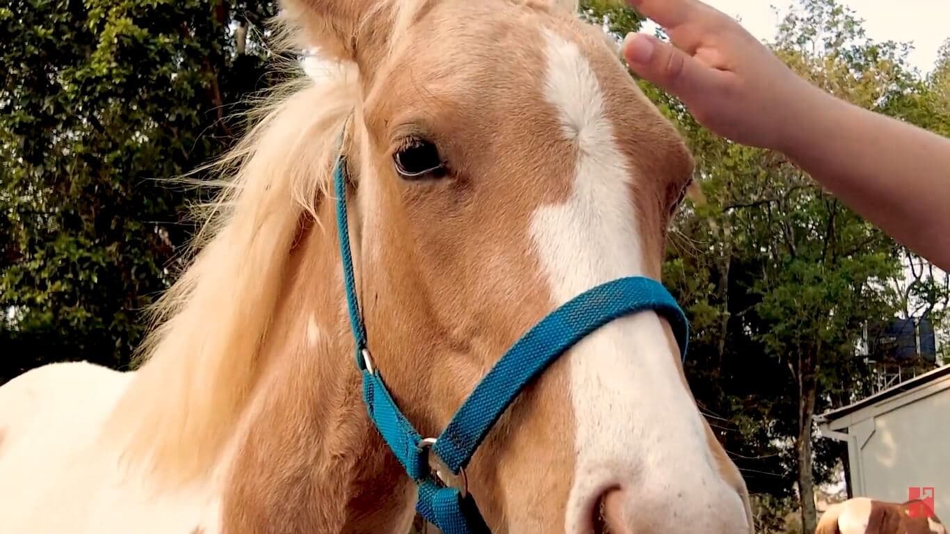 VÍDEO: Evolução Do Potro Do Cowboy De Aço Utilizando Tecnologias Real H