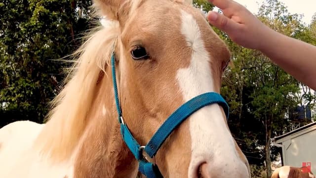 VÍDEO: Evolução Do Potro Do Cowboy De Aço Utilizando Tecnologias Real H
