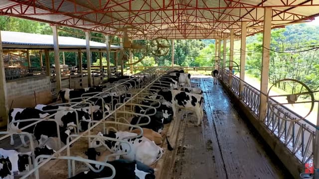 Controle eficaz da intoxicação por micotoxinas